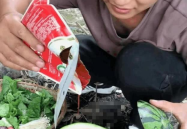网红吃瓜表情包动态图,笑料百出，趣味横生